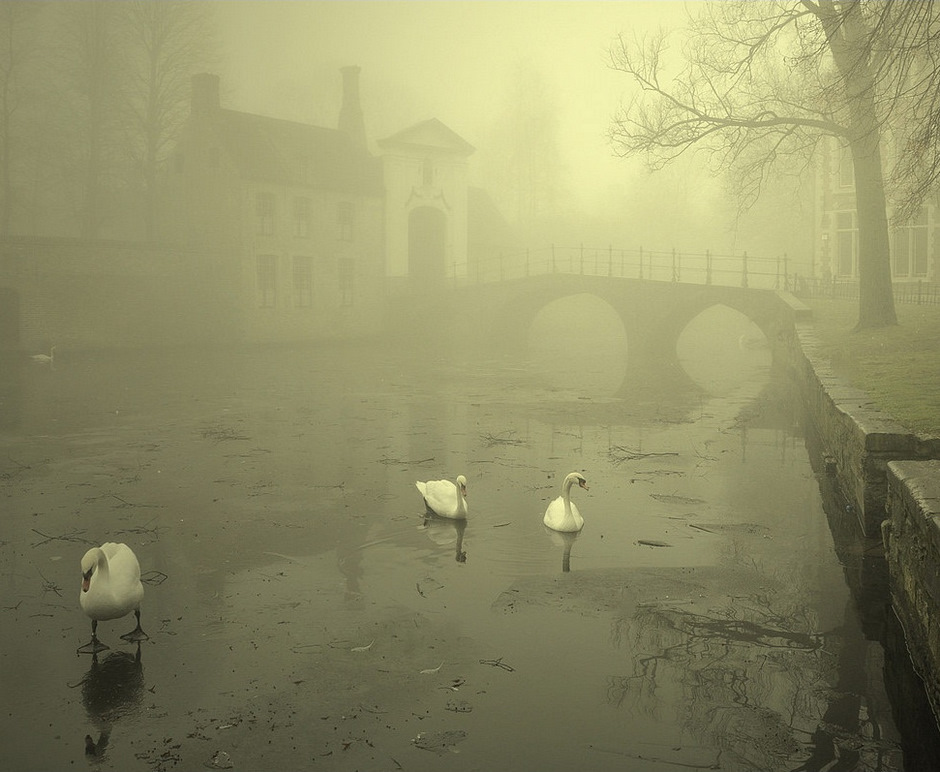 Swans in the fog. / Swans in the winter and fog in Bruges(Belgium).