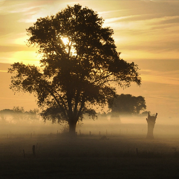 Golden morning.